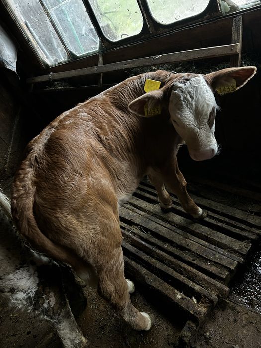 Vind o vitea su un bout din rasa baltata Româneasca