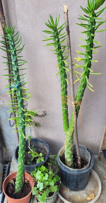 Cactuși inalti spectaculosi