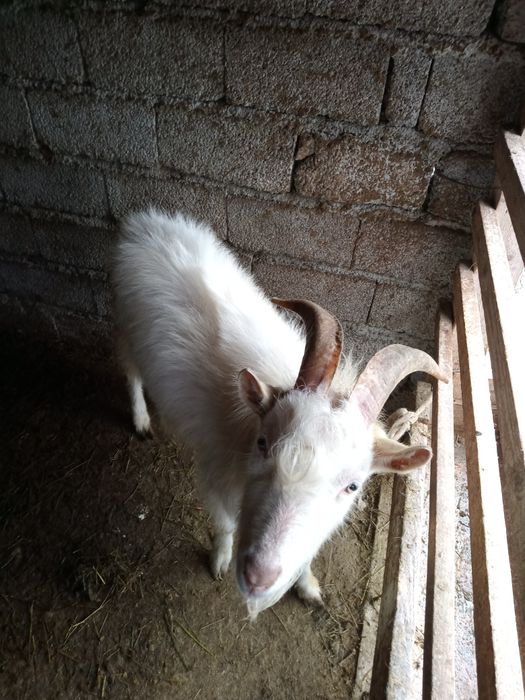 Теке сатылады 1 жас