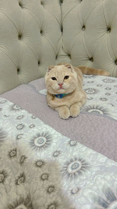 Mushukcha sotiladi 3 oylik skotish fold