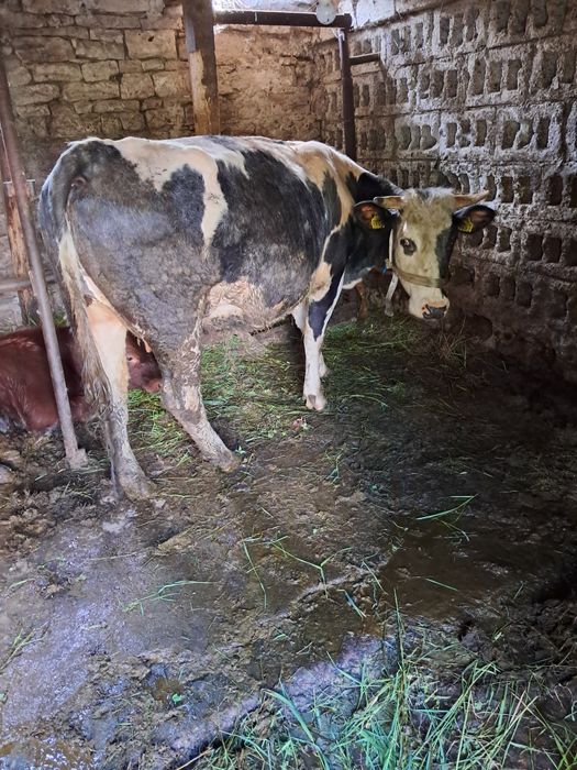 Vaca de vanzare de 2 ani