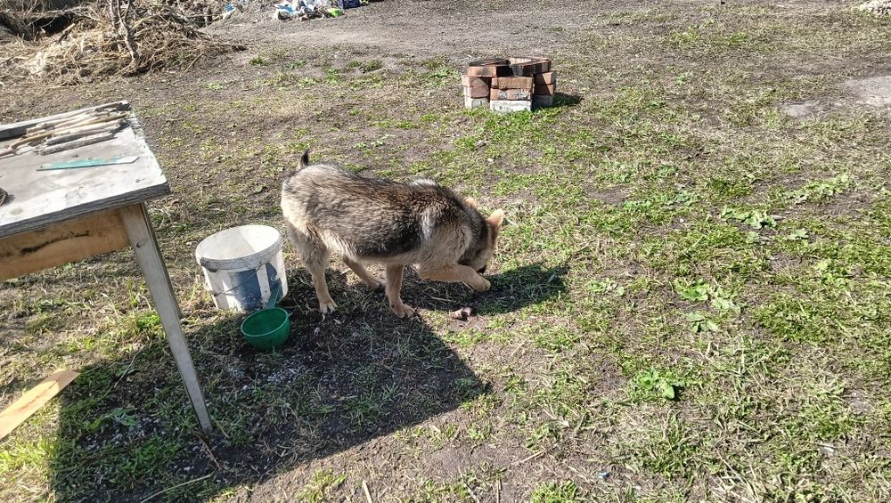 Отдам собачку девочку