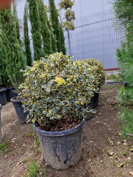 Plante ornamentale