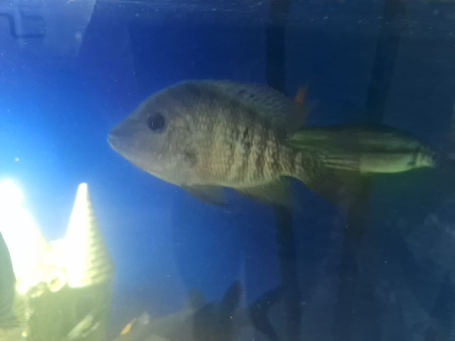 Цихлиды разные виды