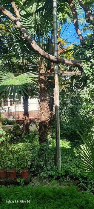 Palma traykarpus 2 metrdan 5 metrgacha