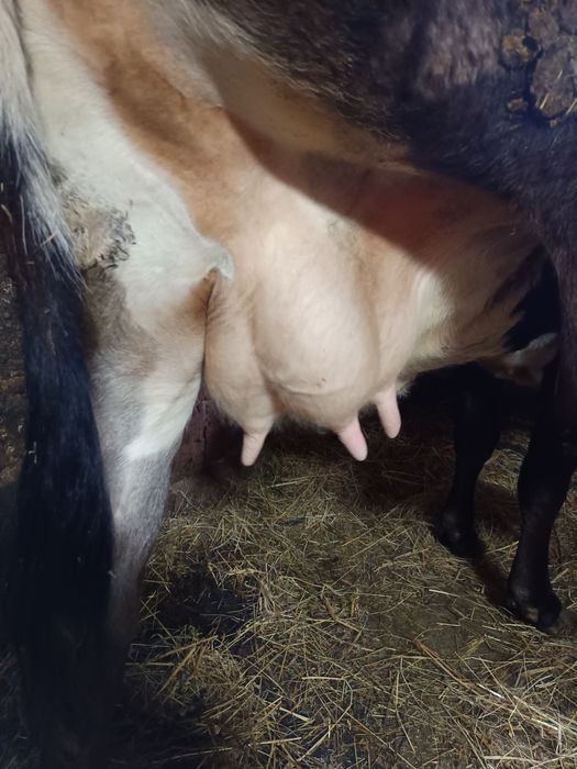 Vând vaca la prima fătare