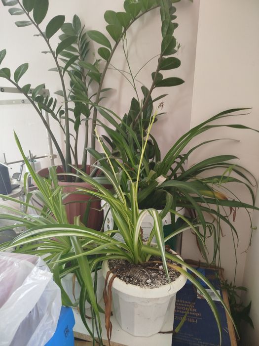 Продам домашние цветы