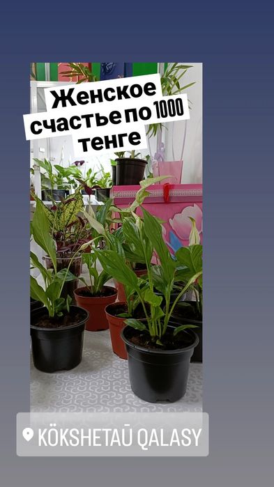Женское счастье:1000 тенге