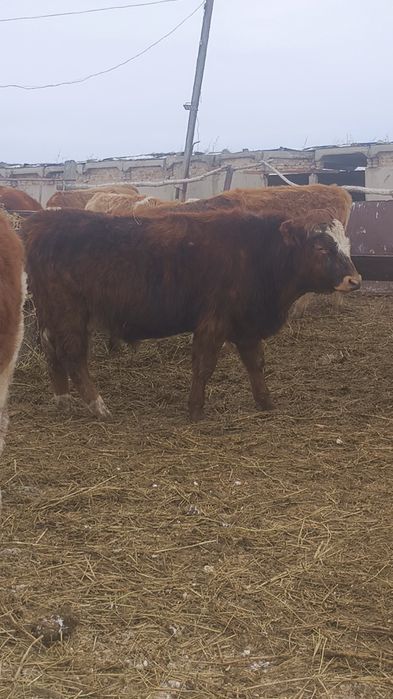 22 бас бұқа круг 1жас 2жас аралас