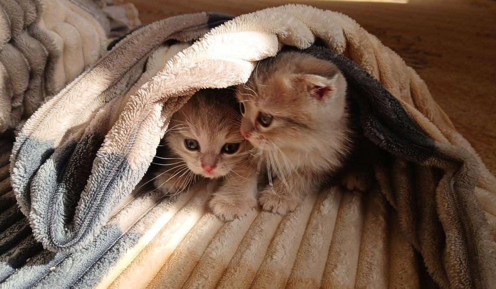 Продаются котята!
