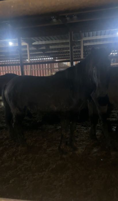 Жеребцы 4 летки мощные