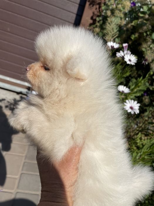 Щенки шпица