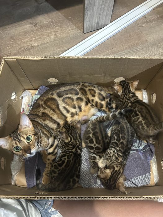 Бенгалско коте на един месец