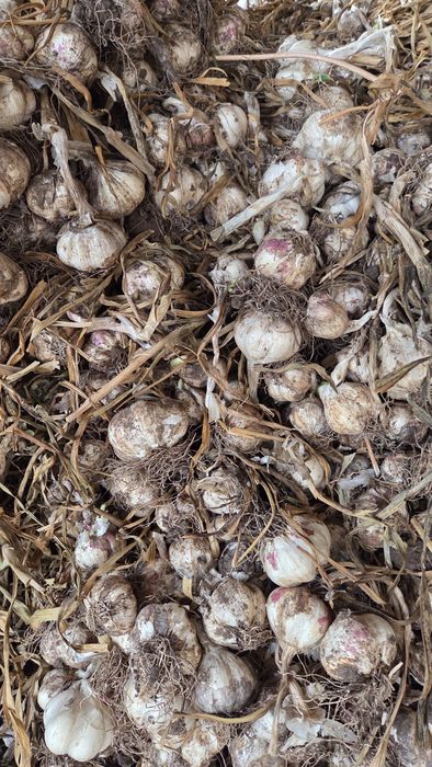 Vând usturoi romanesc