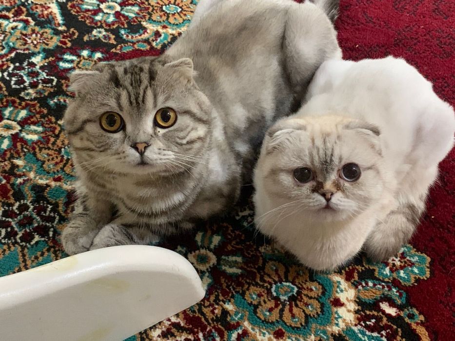 Кошка Вислаухий скоттиш фолд