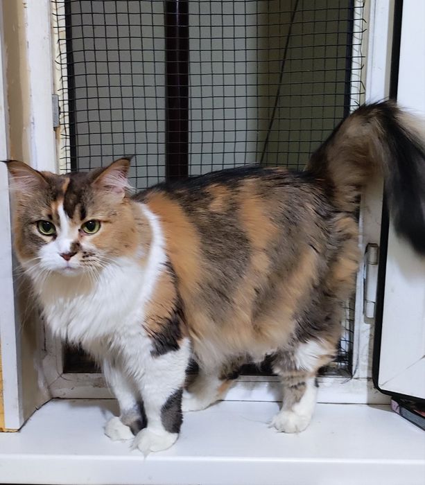 Отдам даром кошку