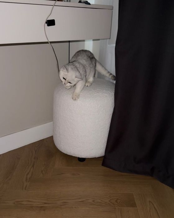Котенок Британская Шиншилла