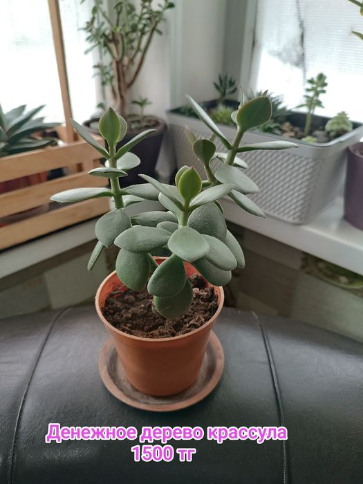 Комнатные цветы суккуленты