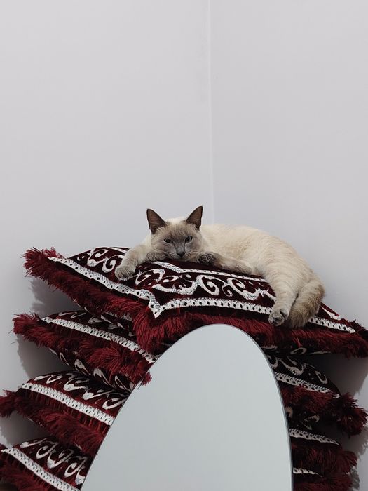 Сиямская кошечка