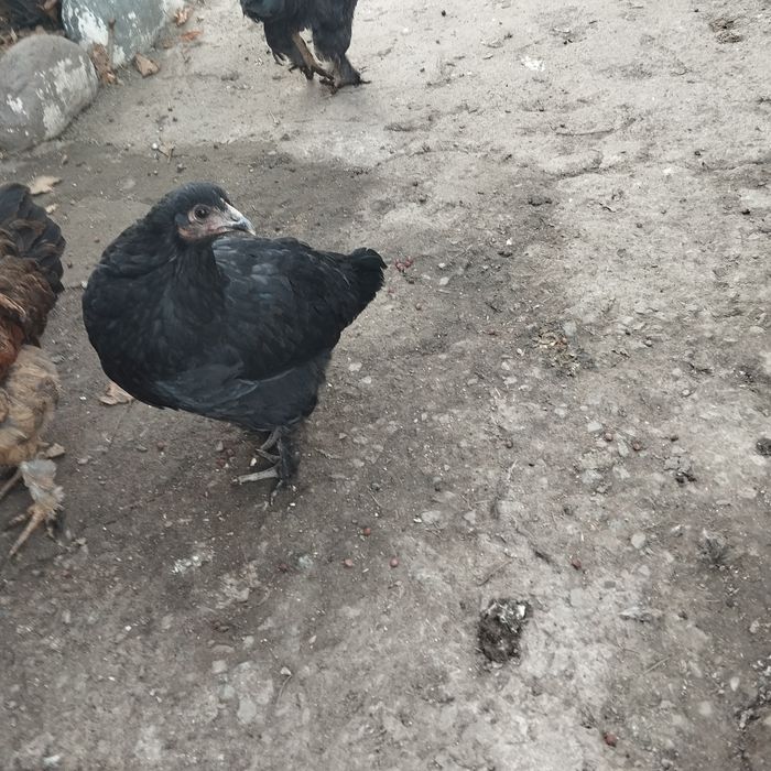 Продам петухов 5 шт