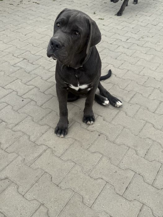 Cane Corso.