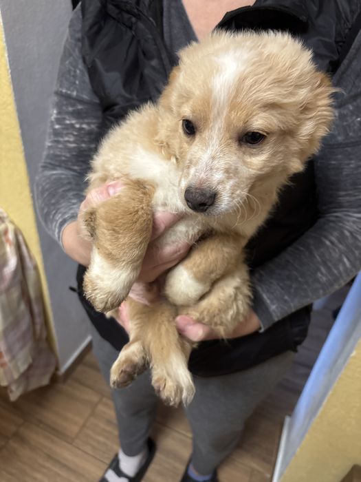 Donez pui de cățeluși