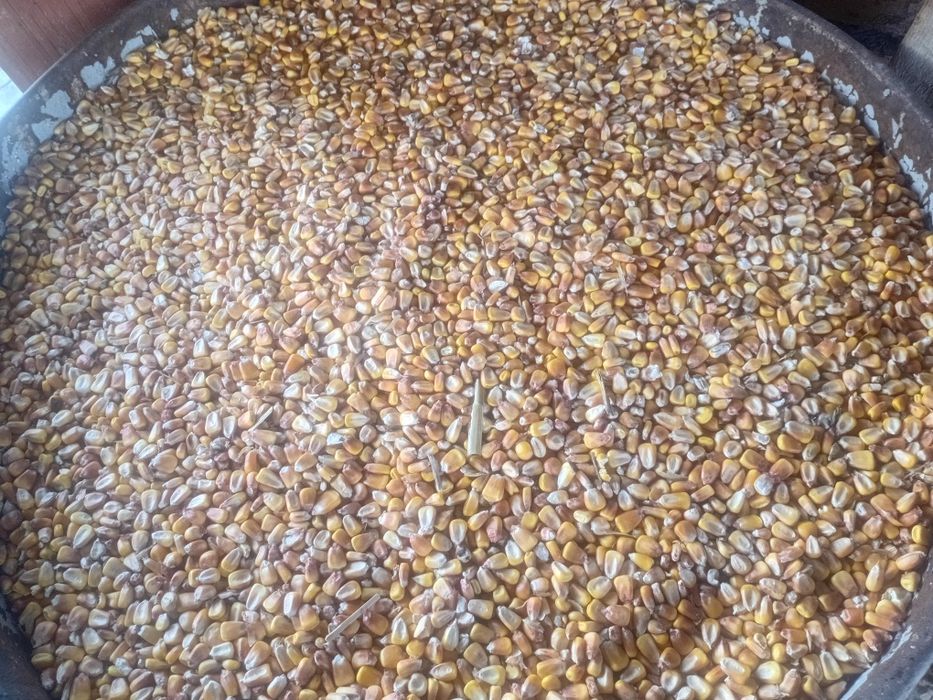 Кукуруза кукуруза