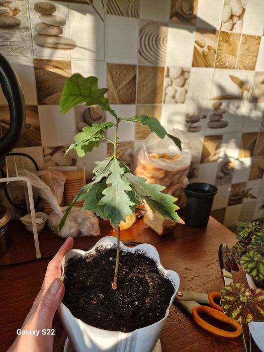 Продам саженец дуба.