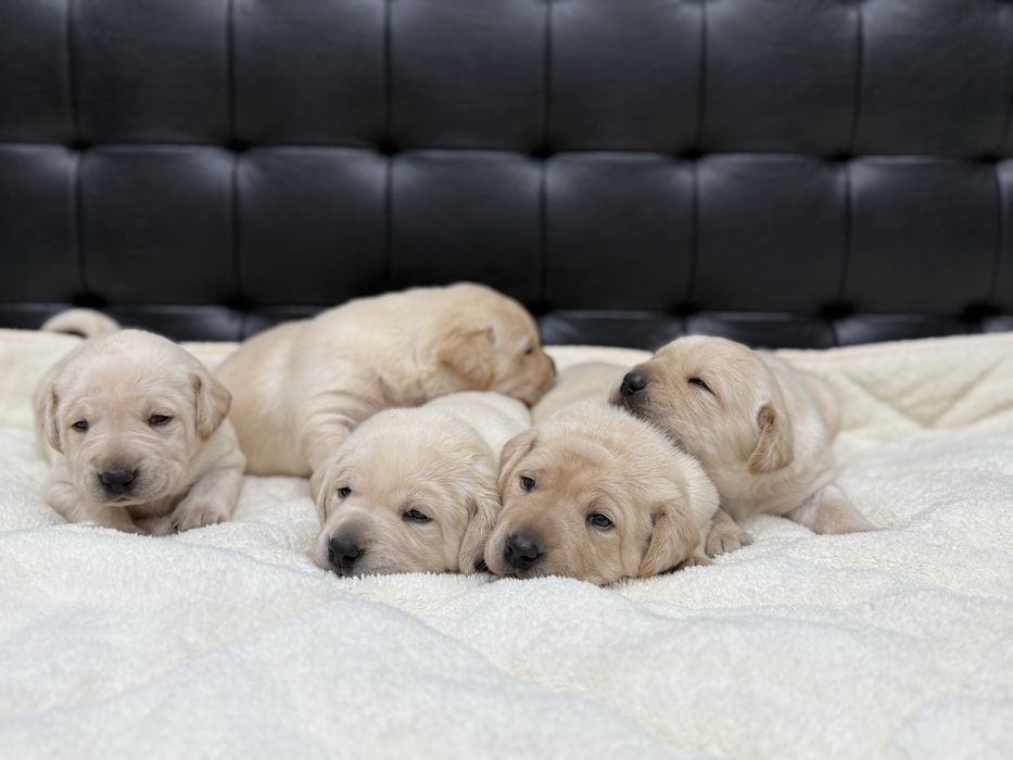 Чистокръвни Лабрадор Ретривар: