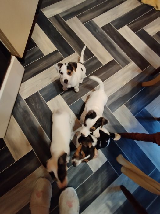 Джак Ръсел териер