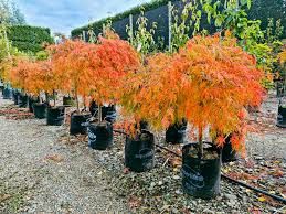 Vand artari japonezi portocalii la ghiveci și glicina altoita la ghive