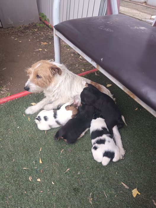 Фокстерьер+ягьдтерер