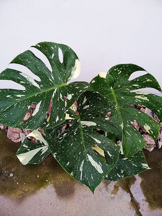 Продается Монстера Тайское Созвездие.