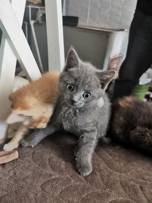 Отдам котят в добрые руки