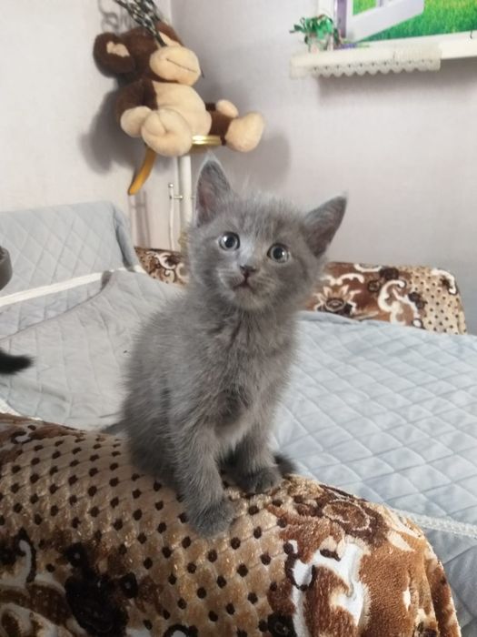 Котята британцы короткошерстные