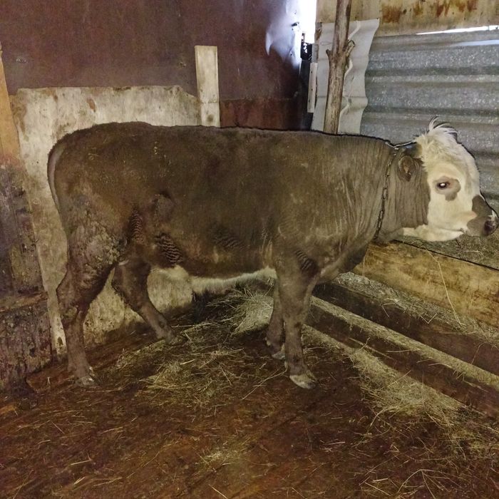 Продам 2 быка и 1 корова