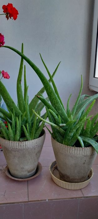 Растение - лечебно био Алое вера / Aloe vera bio plant