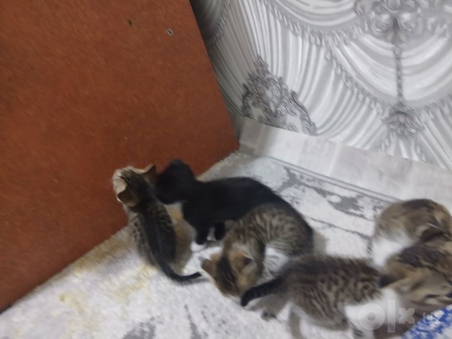 Zotdor Shotlandiya Fold (Scottish Fold) mushukchalari sotiladi!
