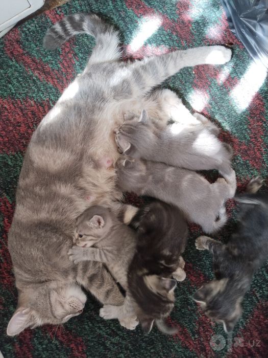 Скотиш страйт котята