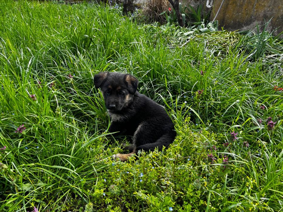 Чистокръвни немски овчарки