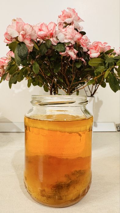 Ciuperca kombucha - scopi si starter