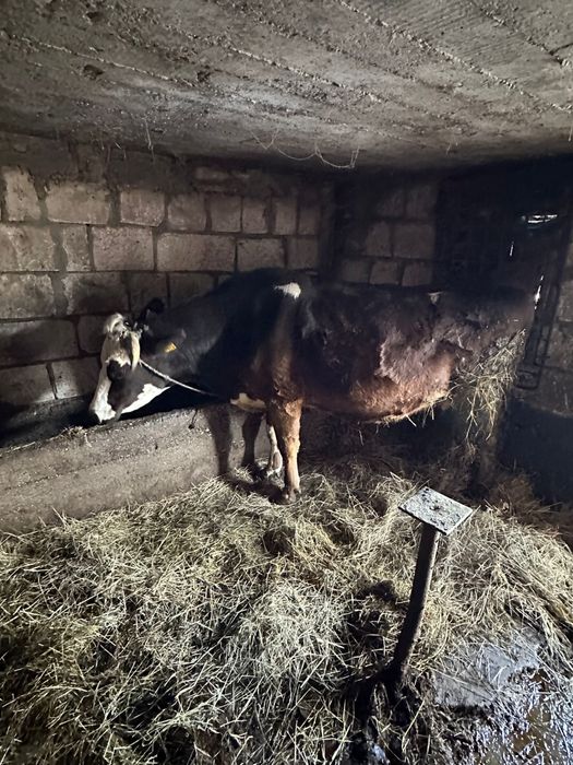 Vând  două vaci tinere