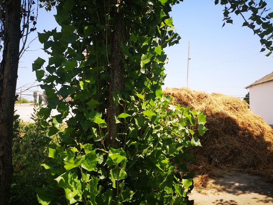 Гулистон тумани Х.Олимжон МФЙ