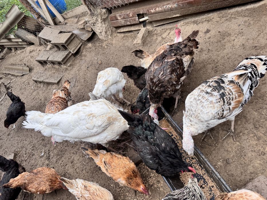 Продам срочно Индюшек.
