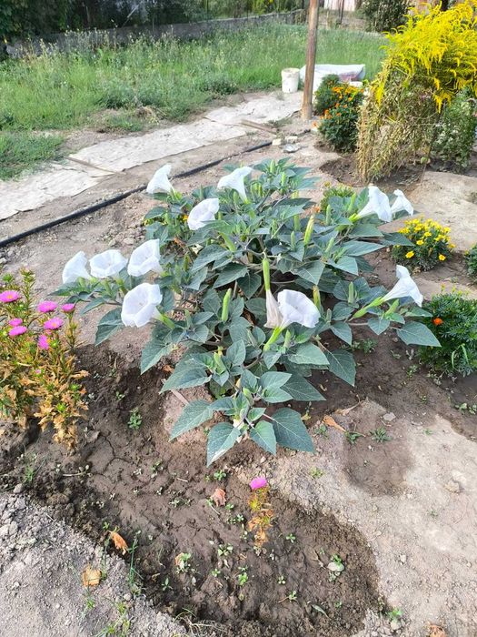 Продам дачный домик с участком в пригороде Алматы