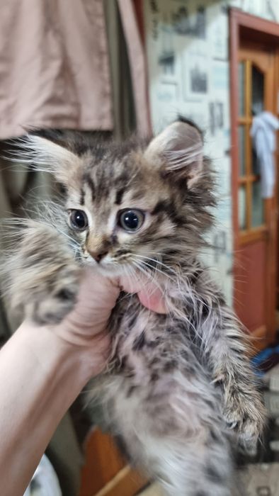 Отдам котят в добрые руки