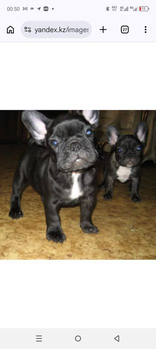 Продам французский бульдог