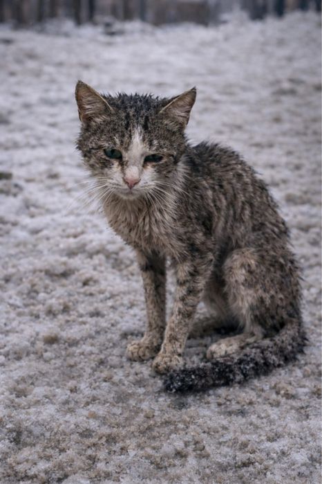 Кошка приносящая счастье