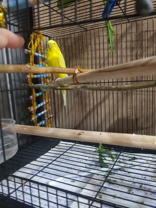 Продаётся попугайчик