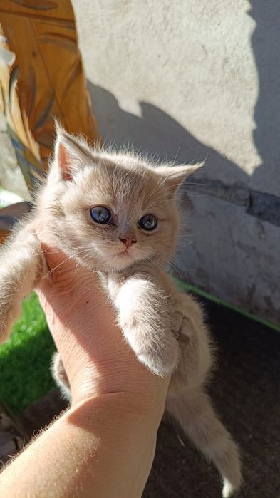 Дарю котят. Девочки